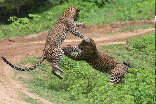 Leopard fight - Yala national park